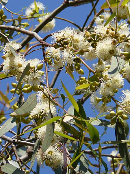 Eucalyptus globulus \ Blauer Eukalyptus / Blue Gum, Korsika/Corsica Aregno Marina 24.5.2010