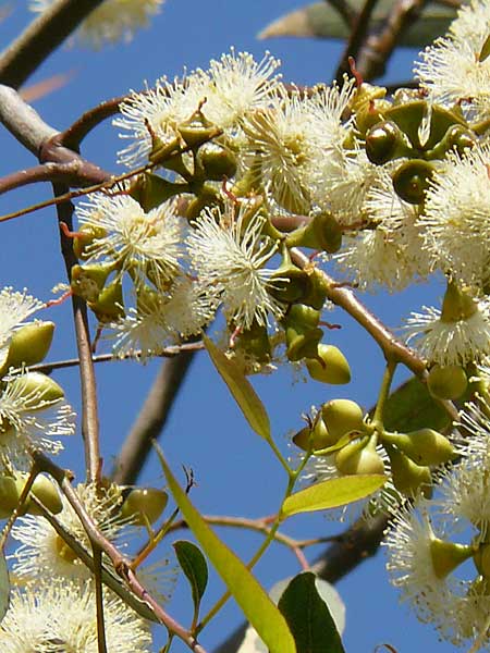 Eucalyptus globulus \ Blauer Eukalyptus / Blue Gum, Korsika/Corsica Aregno Marina 24.5.2010