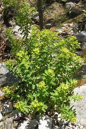 Euphorbia hyberna \ Irische Wolfsmilch / Irish Spurge, Korsika/Corsica Calacuccia 27.5.2010