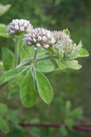 Lotus rectus \ Aufrechter Backenklee, Korsika Etang de Biguglia 3.6.2010
