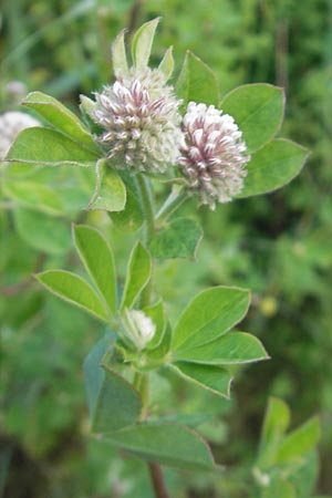 Lotus rectus \ Aufrechter Backenklee, Korsika Etang de Biguglia 3.6.2010