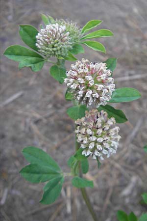 Lotus rectus \ Aufrechter Backenklee, Korsika Etang de Biguglia 3.6.2010