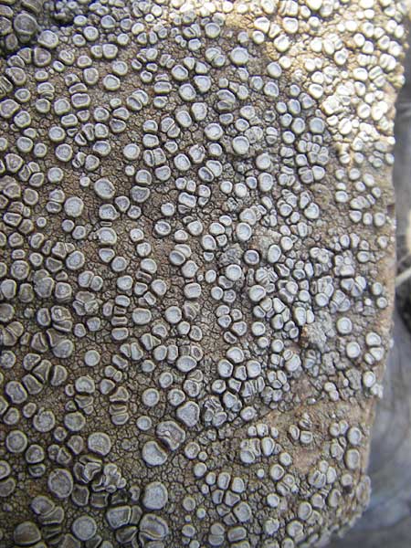 Aspicilia spec1 ? \ Flechte / Lichen, Korsika/Corsica Porto 28.5.2010