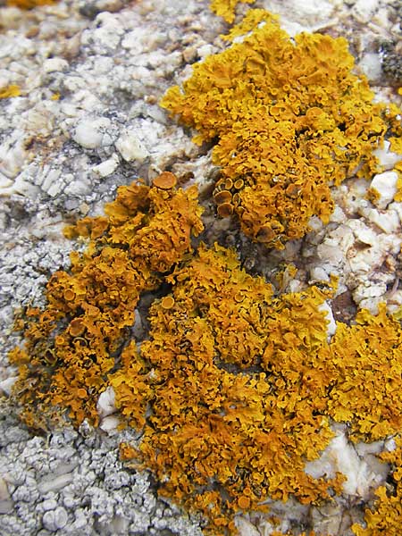 Xanthoria parietina ? \ Gew&ouml;hnliche Gelb-Flechte / Yellow Lichen, Korsika/Corsica Tizzano 31.5.2010