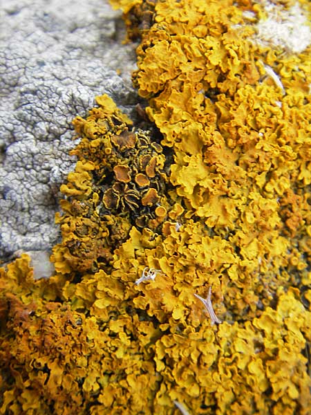 Xanthoria parietina ? \ Gew&ouml;hnliche Gelb-Flechte / Yellow Lichen, Korsika/Corsica Tizzano 31.5.2010