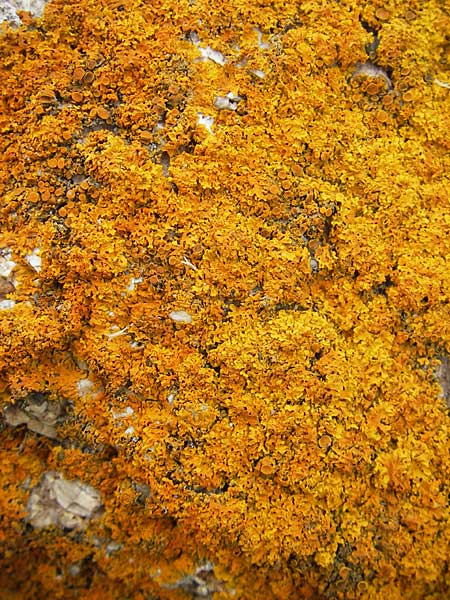 Xanthoria parietina ? \ Gew&ouml;hnliche Gelb-Flechte / Yellow Lichen, Korsika/Corsica Tizzano 31.5.2010