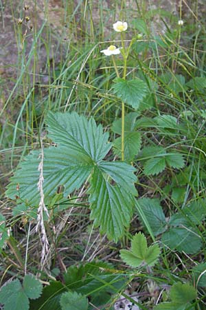Fragaria vesca \ Wald-Erdbeere, Korsika Calacuccia 27.5.2010
