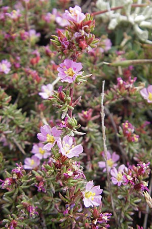 Frankenia laevis \ Seeheide / Sea Heath, Korsika/Corsica Tizzano 31.5.2010