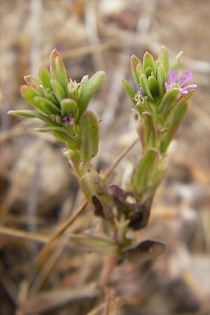 Lythrum hyssopifolia \ Ysopblttriger Weiderich / Hyssop Loosestrife, Korsika/Corsica Tizzano 31.5.2010