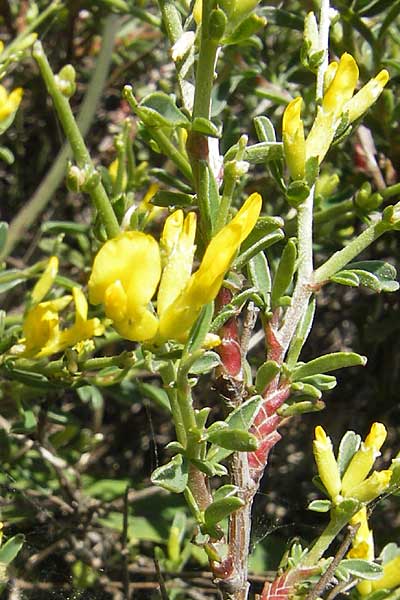 Anthyllis hermanniae \ Dorniger Wundklee, Korsika Col de Teghime 23.5.2010