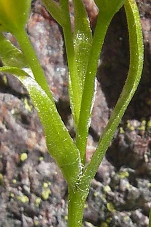 Gagea soleirolii \ Soleirols Gelbstern / Soleirol's Star of Bethlehem, Korsika/Corsica Monte Cinto 25.5.2010