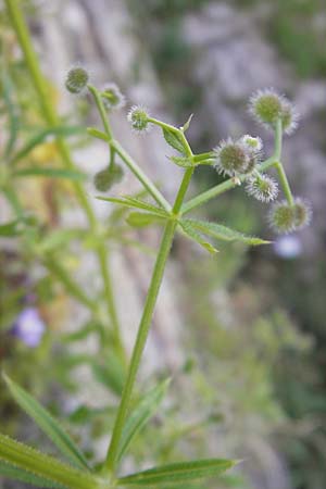 Galium aparine \ Kletten-Labkraut, Klebkraut / Cleavers, Sticky Willy, Korsika/Corsica Muro 24.5.2010