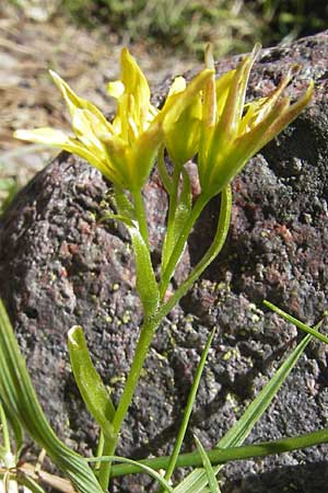 Gagea soleirolii \ Soleirols Gelbstern / Soleirol's Star of Bethlehem, Korsika/Corsica Monte Cinto 25.5.2010