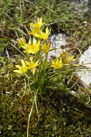 Gagea soleirolii \ Soleirols Gelbstern / Soleirol's Star of Bethlehem, Korsika/Corsica Restonica 26.5.2010