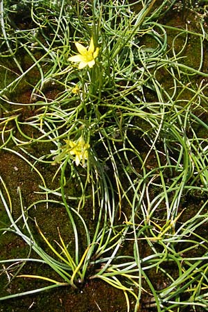 Gagea soleirolii \ Soleirols Gelbstern / Soleirol's Star of Bethlehem, Korsika/Corsica Restonica 26.5.2010