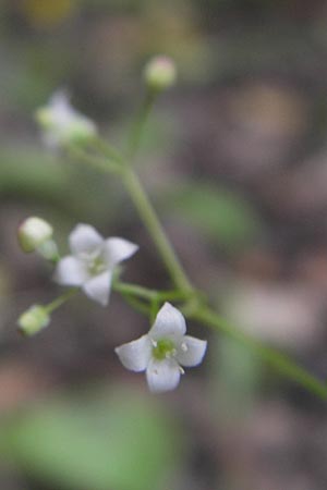 Galium rotundifolium \ Rundblttriges Labkraut / Round-Leaved Bedstraw, Korsika/Corsica Porto 28.5.2010