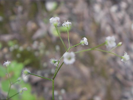Galium rotundifolium \ Rundblttriges Labkraut / Round-Leaved Bedstraw, Korsika/Corsica Porto 28.5.2010
