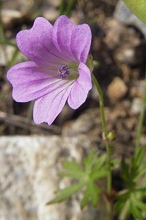 Geranium columbinum \ Tauben-Storchschnabel / Branched Crane's-Bill, Korsika/Corsica Restonica 26.5.2010