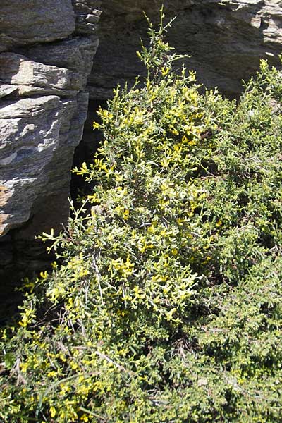 Anthyllis hermanniae \ Dorniger Wundklee, Korsika Col de Teghime 23.5.2010