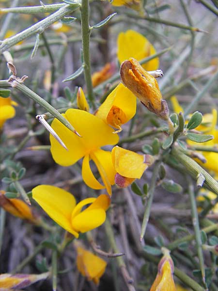 Genista salzmannii \ Salzmanns Ginster, Korsika Scala di Santa Regina 27.5.2010
