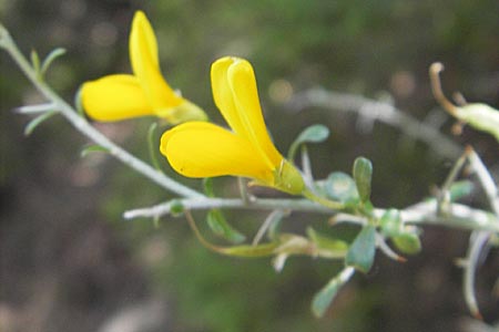 Genista corsica ? \ Korsischer Ginster, Korsika Porto 29.5.2010