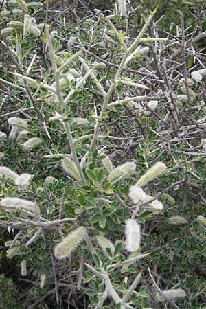 Genista salzmannii \ Salzmanns Ginster, Korsika Tizzano 31.5.2010