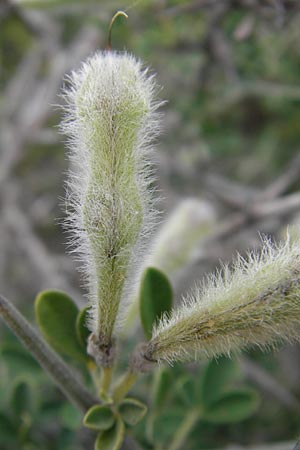 Genista salzmannii \ Salzmanns Ginster, Korsika Tizzano 31.5.2010