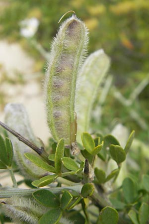 Genista salzmannii \ Salzmanns Ginster, Korsika Tizzano 31.5.2010
