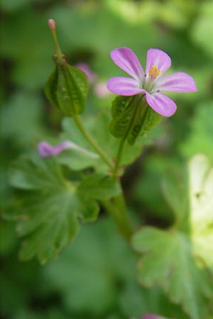 Geranium lucidum \ Glnzender Storchschnabel / Shining Crane's-Bill, Korsika/Corsica Restonica 26.5.2010
