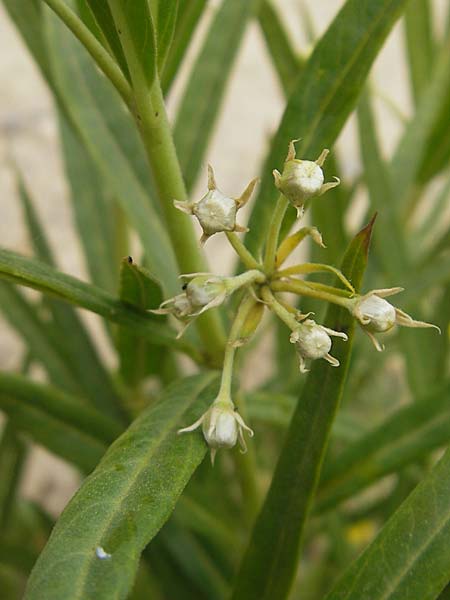 Gomphocarpus fruticosus \ Strauchige Seidenpflanze, Nagelfrucht / Narrow-Leaf Cotton Bush, Korsika/Corsica Porto 28.5.2010