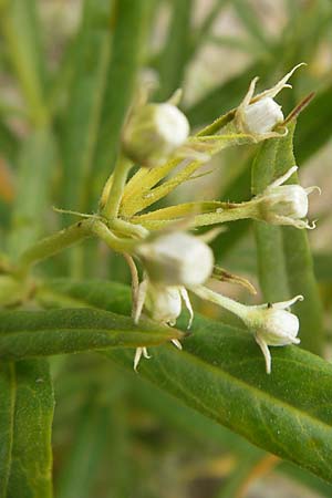 Gomphocarpus fruticosus \ Strauchige Seidenpflanze, Nagelfrucht / Narrow-Leaf Cotton Bush, Korsika/Corsica Porto 28.5.2010