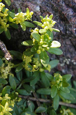 Cruciata verna \ Frhlings-Kreuzlabkraut, Kahles Kreuzlabkraut / Slender Crosswort, Korsika/Corsica Monte Cinto 25.5.2010