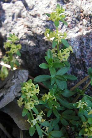 Cruciata verna \ Frhlings-Kreuzlabkraut, Kahles Kreuzlabkraut / Slender Crosswort, Korsika/Corsica Monte Cinto 25.5.2010