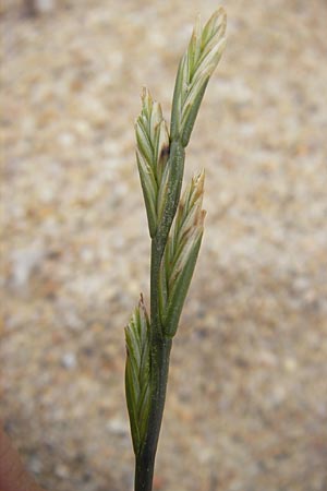 Lolium perenne \ Deutsches Weidelgras, Englisches Ray-Gras / Perennial Rye-Grass, Korsika/Corsica Tizzano 31.5.2010