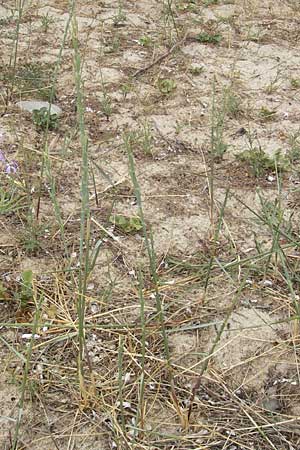 Elymus farctus \ Binsen-Quecke, Strandweizen / Sand Couch, See Wheat, Korsika/Corsica Porto Vecchio 3.6.2010
