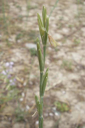Elymus farctus \ Binsen-Quecke, Strandweizen / Sand Couch, See Wheat, Korsika/Corsica Porto Vecchio 3.6.2010