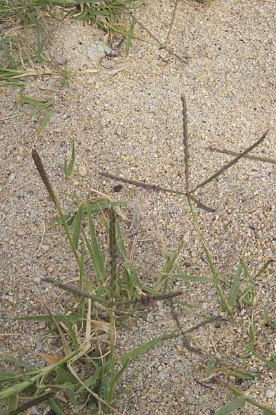 Cynodon dactylon \ Hundszahn-Gras / Bermuda Grass, Cocksfoot Grass, Korsika/Corsica Tizzano 31.5.2010