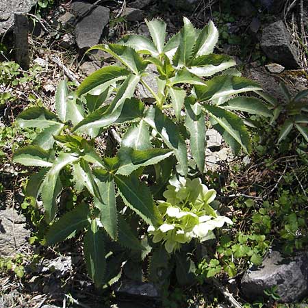 Helleborus argutifolius \ Korsische Nieswurz / Corsian Hellebore, Korsika/Corsica Asco 25.5.2010