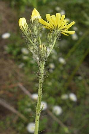 Hieracium spec1 ? \ Habichtskraut / Hawkweed, Korsika/Corsica Zonza 2.6.2010