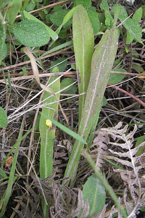 Hieracium spec1 ? \ Habichtskraut / Hawkweed, Korsika/Corsica Zonza 2.6.2010