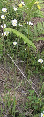 Hieracium spec1 ? \ Habichtskraut / Hawkweed, Korsika/Corsica Zonza 2.6.2010
