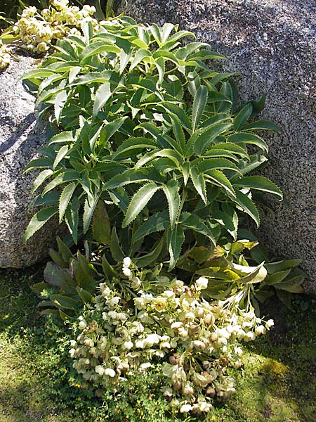 Helleborus argutifolius \ Korsische Nieswurz / Corsian Hellebore, Korsika/Corsica L'Ile-Rousse 24.5.2010