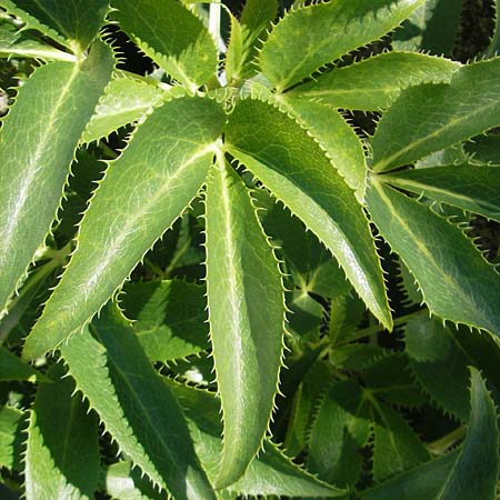 Helleborus argutifolius \ Korsische Nieswurz / Corsian Hellebore, Korsika/Corsica L'Ile-Rousse 24.5.2010