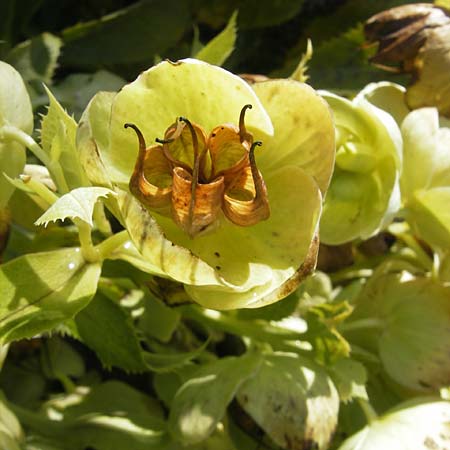 Helleborus argutifolius \ Korsische Nieswurz / Corsian Hellebore, Korsika/Corsica L'Ile-Rousse 24.5.2010