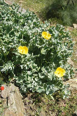 Glaucium flavum \ Gelber Hornmohn / Yellow Horned Poppy, Korsika/Corsica Asco 25.5.2010