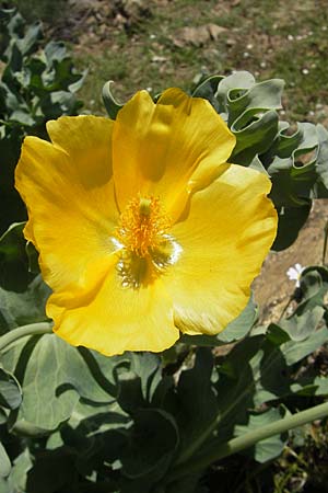 Glaucium flavum \ Gelber Hornmohn / Yellow Horned Poppy, Korsika/Corsica Asco 25.5.2010