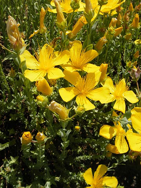 Hypericum olympicum \ Zwerg-Johanniskraut / Mount Olymp St. John's-Wort, Korsika/Corsica L'Ile-Rousse 24.5.2010