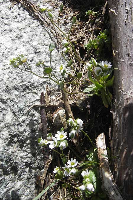 Draba spathulata \ Rundfrchtiges Hungerblmchen / Pound-Podded Whitlowgrass, Korsika/Corsica Restonica 26.5.2010