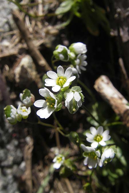 Draba spathulata \ Rundfrchtiges Hungerblmchen / Pound-Podded Whitlowgrass, Korsika/Corsica Restonica 26.5.2010