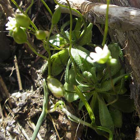 Draba spathulata \ Rundfrchtiges Hungerblmchen / Pound-Podded Whitlowgrass, Korsika/Corsica Restonica 26.5.2010